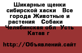 Шикарные щенки сибирской хаски - Все города Животные и растения » Собаки   . Челябинская обл.,Усть-Катав г.